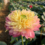 Bonsai Double Lotus Seeds-Pure Heart