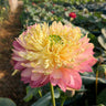 Bonsai Double Lotus Seeds-Pure Heart