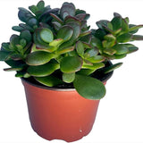 Planta de jade - Crassula - Fácil de cultivar - Difícil de matar - Cactus - Suculenta viva, Planta suculenta viva
