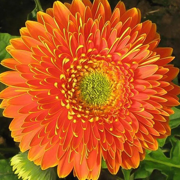 Orange Double Gerbera Flower Seed, Sun Flower