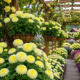 Lemon Yellow Needle Aster (Callistephus chinensis) Seeds