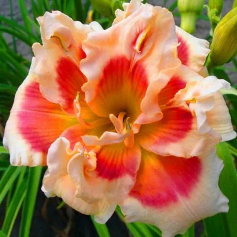 Daylily Hybrid Flowers Seed