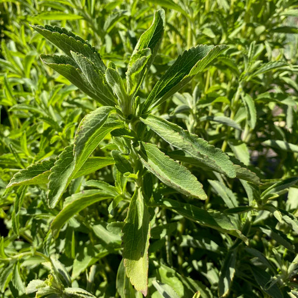 Stevia