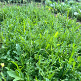 Heirloom Classic Arugula Seeds