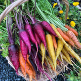 Rainbow Carrot Seeds Mix