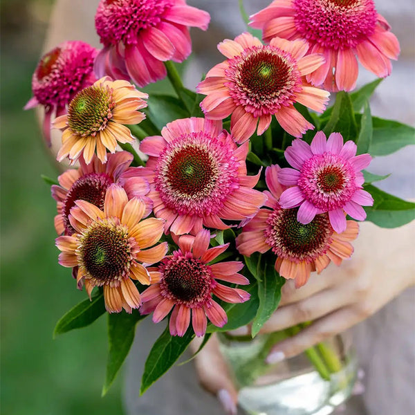 Echinacea, Double Dipped Rainbow Sherbet