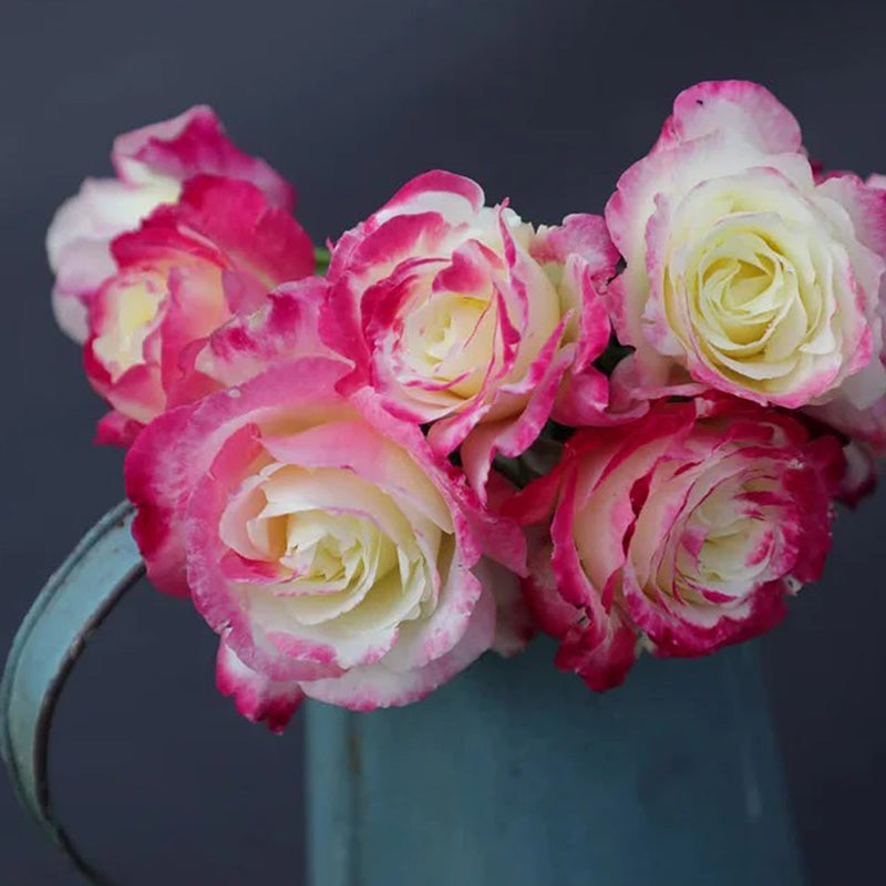 Rose Double Delight Seeds