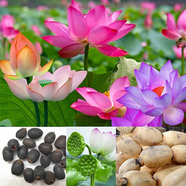 Lotus Root Seeds Edible Plant Fruit Seed,Grow Beautiful Lotus Flowers and Roots for Home Garden,Organic Healthy Vegetable Seed