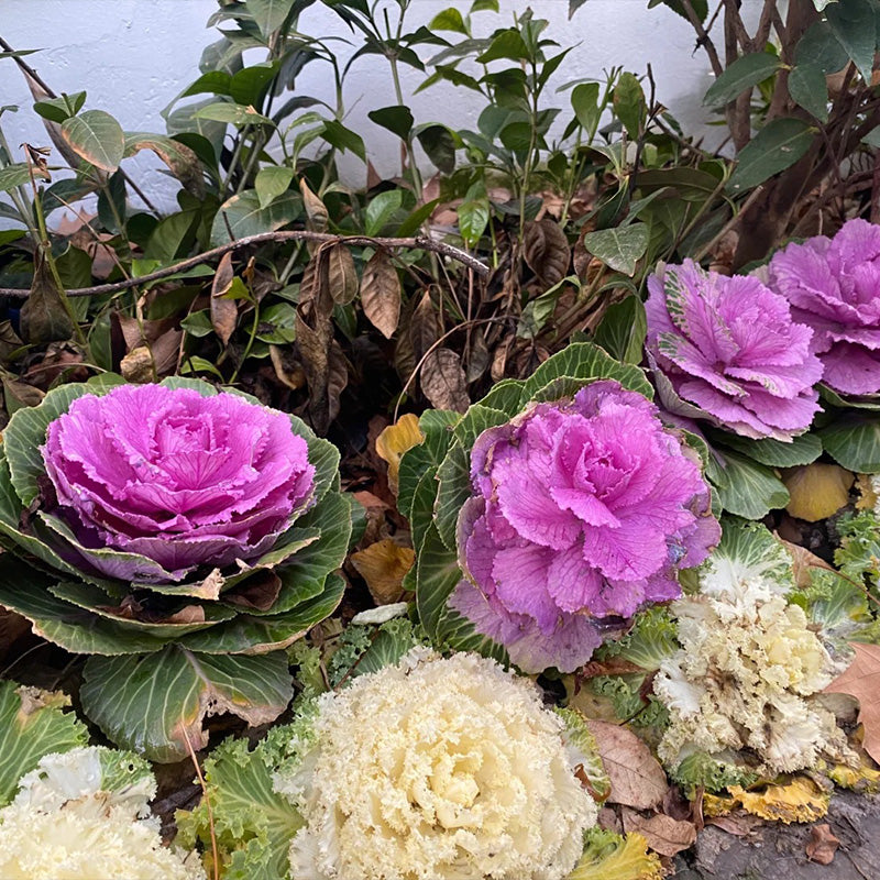 Winter Rose Ornamental Kale Seeds