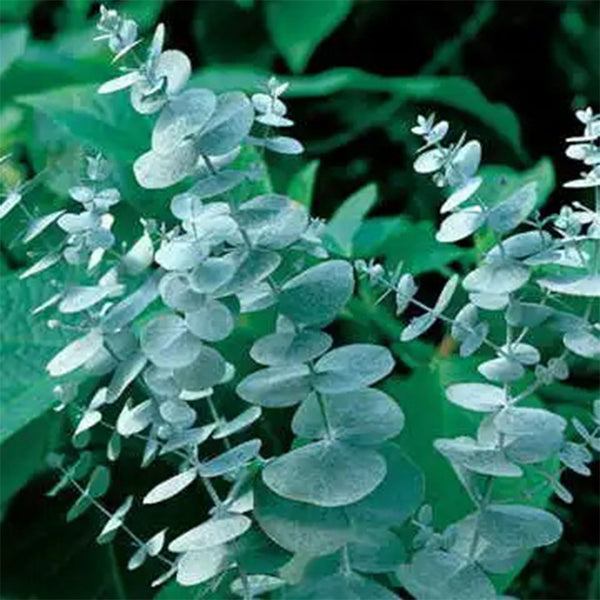 Eucalyptus Seeds