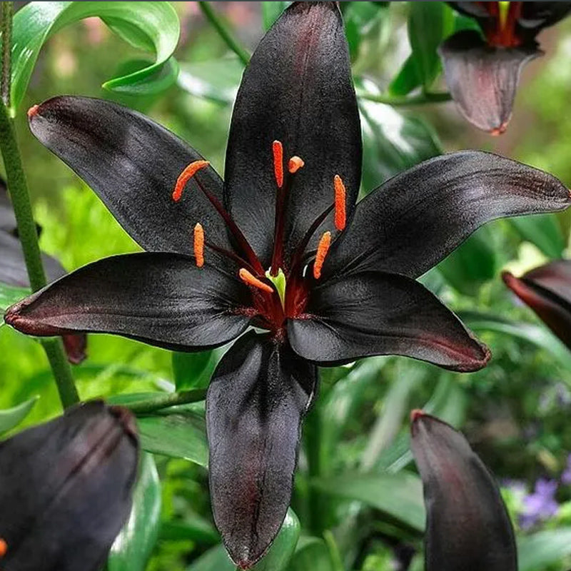 Black Lily: A Proud Black Flower