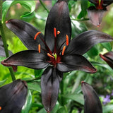 Black Lily: A Proud Black Flower
