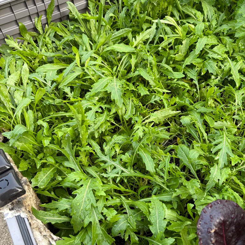 Pizzeria-Style Arugula Seeds