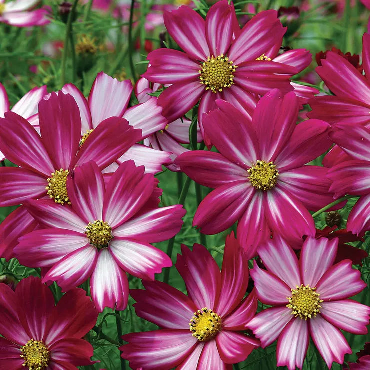 Peppermint Candy Cosmos Seeds