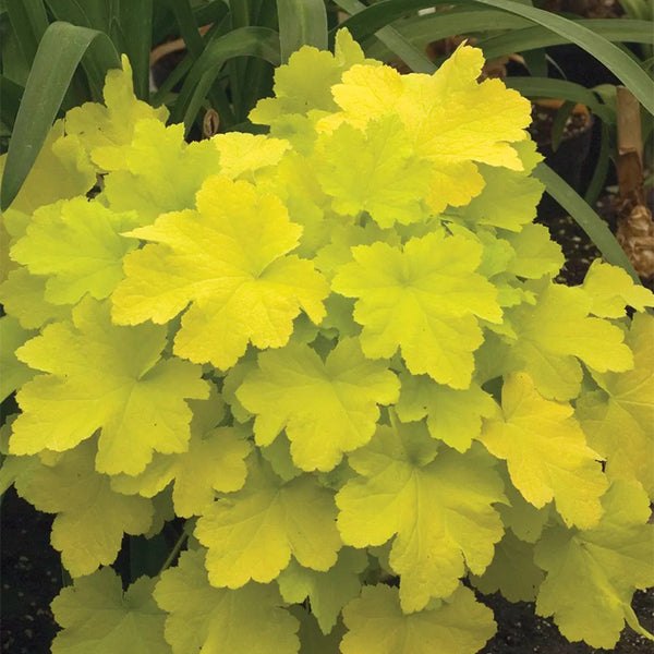 Heuchera, Citronelle