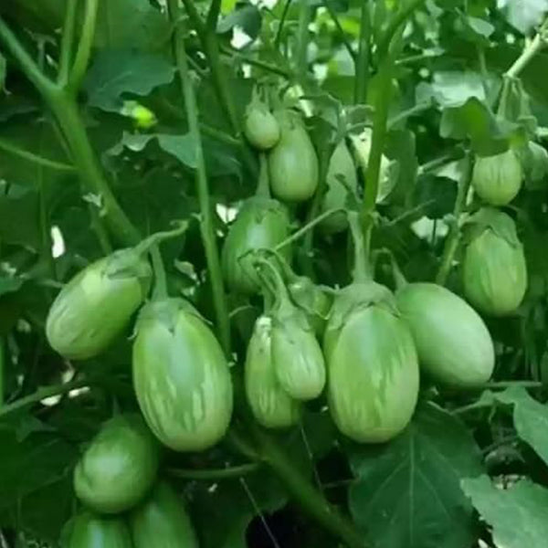 Eggplant Vegetable Seeds