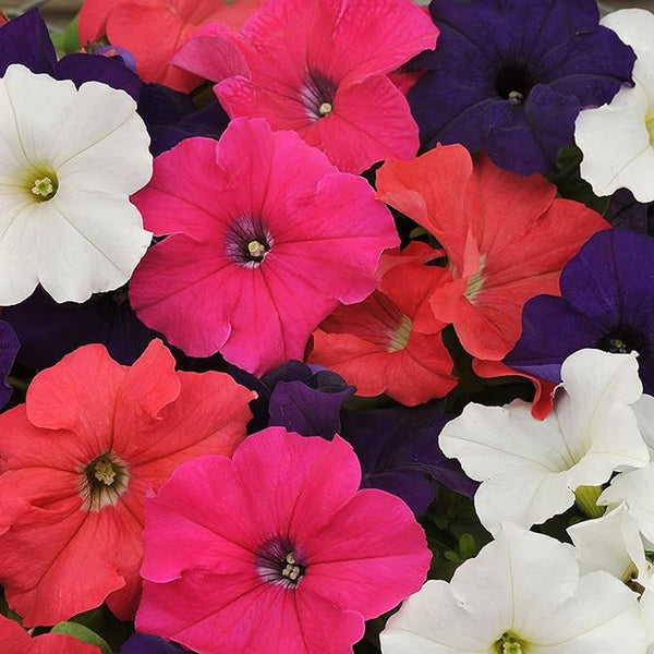 Mezcla de semillas de flores anuales de petunia híbrida para plantar