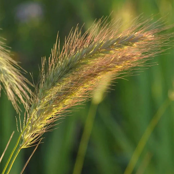 Virginia Wild Rye Elymus virginicus