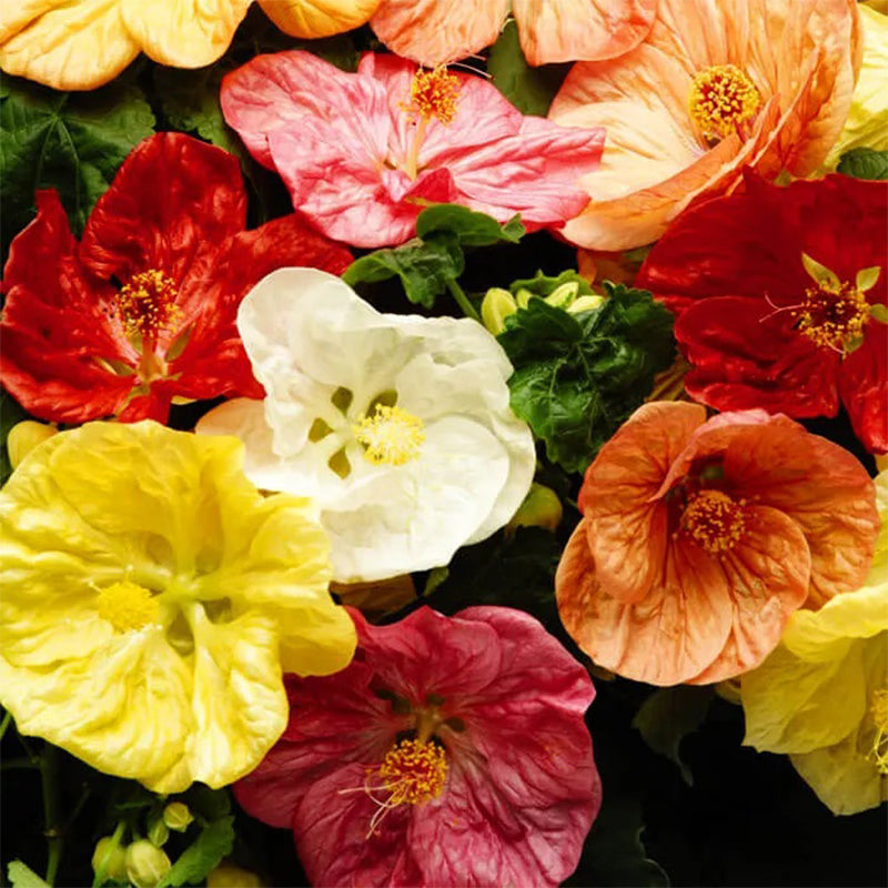 Mezcla de semillas de Abutilon Bella Select F1