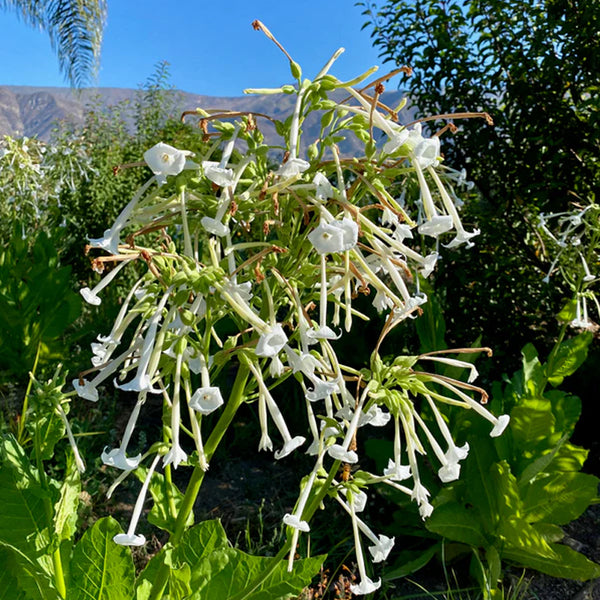 Semilla de tabaco de bosque / Sylvestris