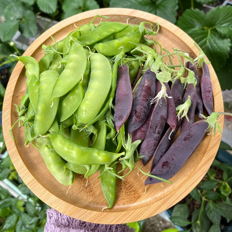 Royal Purple Snow Pea Seeds