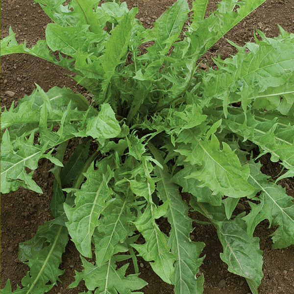 Dandelion Herb Seed