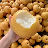 Semillas de pera Akizuki: grandes, dulces y jugosas