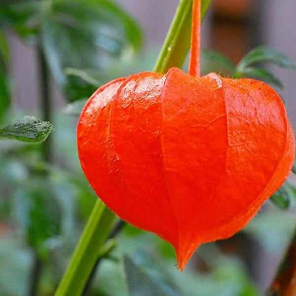 Cape Gooseberry Seeds Ground Cherry Rare Fall Fruit