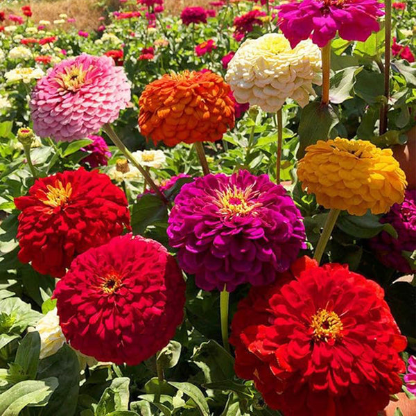 Semillas de zinnia doble mixtas para jardín de flores, gran variedad brillante y hermosa, mariposa