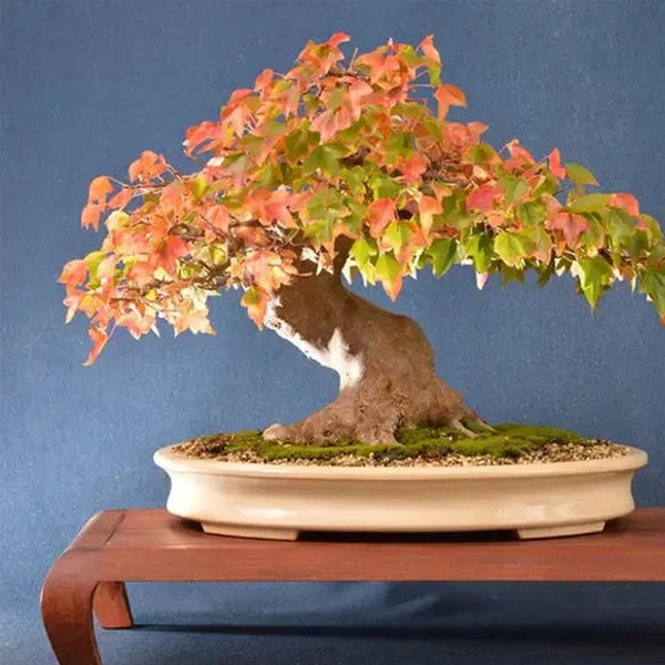 Bonsai Tree Trident Maple Seeds