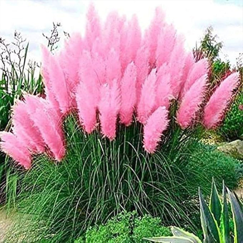 Pink Pampas Grass Seeds Ornamental Grass for Landscaping or Decoration 