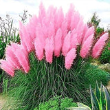 Pink Pampas Grass Seeds Ornamental Grass for Landscaping or Decoration 