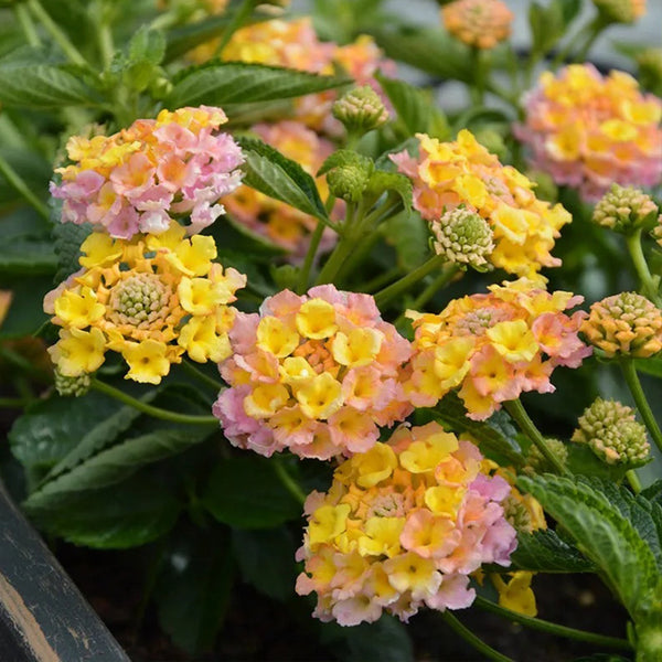 Plantas con flores antiguas de Lantana Calippo