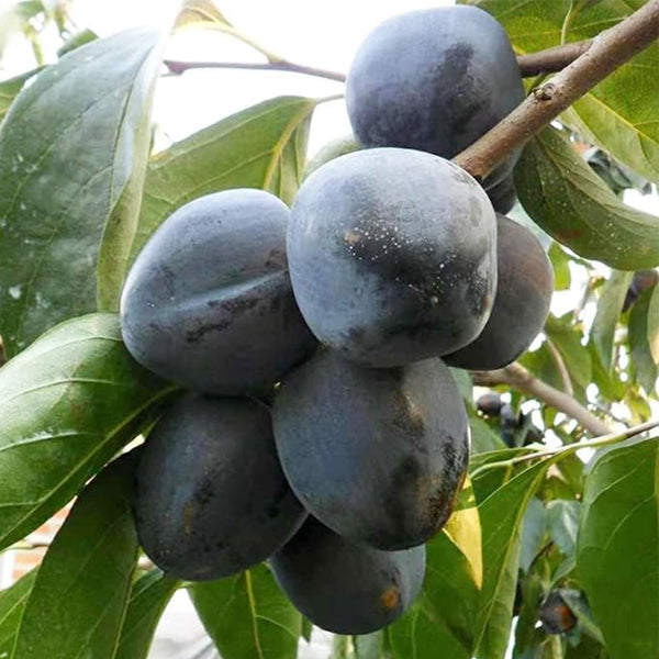 Diospyros Digyna Seeds Black Sapote Rich, Dark Brown Flesh Culinary Uses Low in Calories