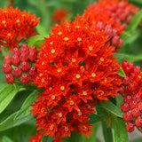 Red Tropical Milkweed (Asclepias curassavica) Seeds