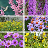 Colección de polinizadores Autumn Magic