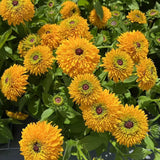 Double Golden Gloriosa Black-Eyed Susan Seeds