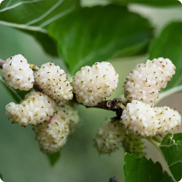 Mulberry Seeds - White