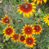 Bicolor Black-Eyed Susan Seeds - Red & Golden Yellow