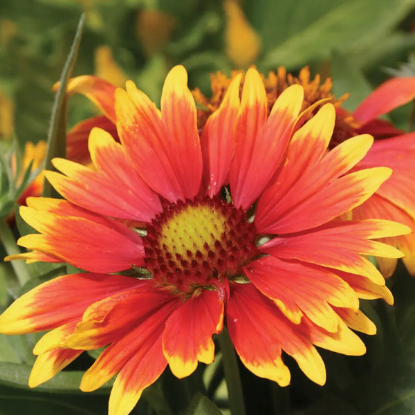 Gaillardia, Arizona Sun