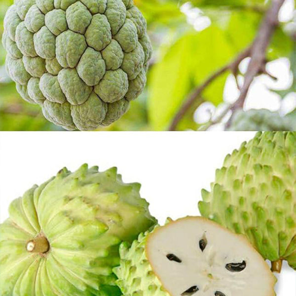 Semillas de árboles frutales de guanábana, graviola, annona muricata, fruta tropical fresca