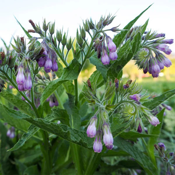 Common / True Comfrey