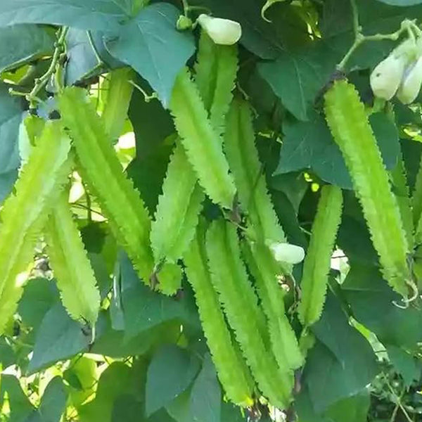 Winged Pea Seeds Four Angled Bean Dragon Bean Seeds