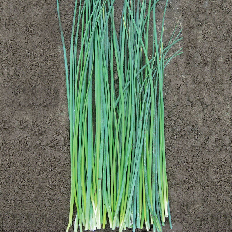 Nelly Organic Chive Seeds