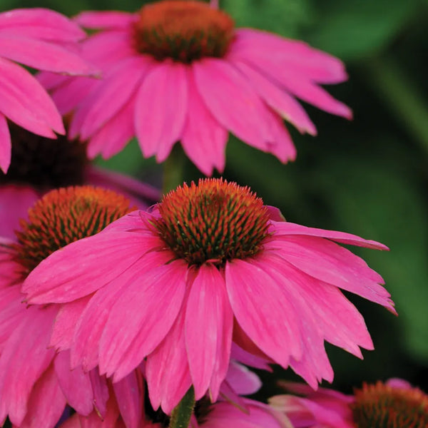 Echinacea, PowWow Wild Berry