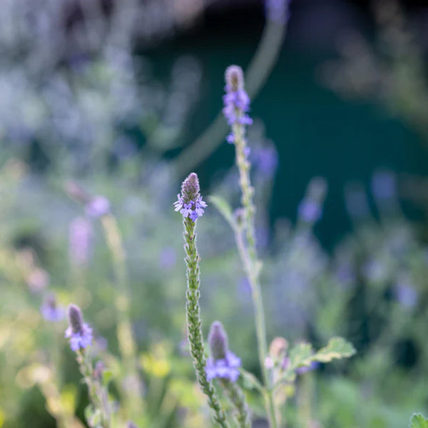 Verbena occidental