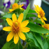 Semillas de Melampodium paludosum, semillas de flores de bonsái de jardín, resistencia a altas temperaturas