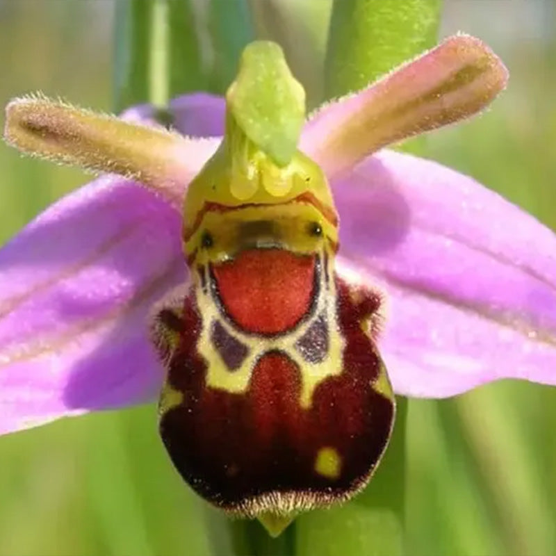 Beautiful Bee Orchid Flower Seeds