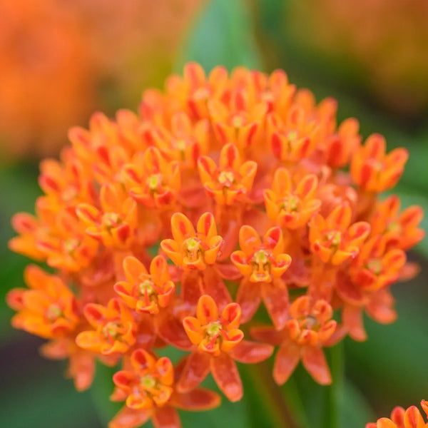 Asclepias tuberosa, Butterfly Weed