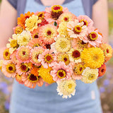 Cresto! Peaches & Cream Zinnia Seeds